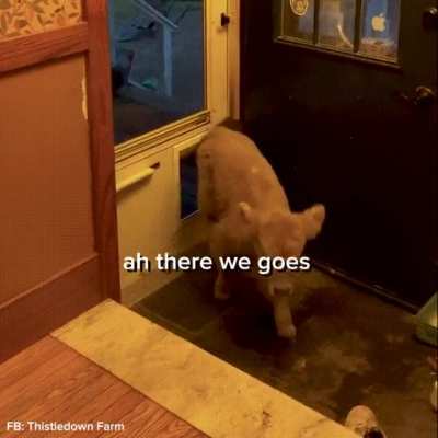 What a good boy