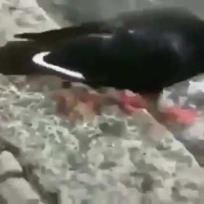 nem