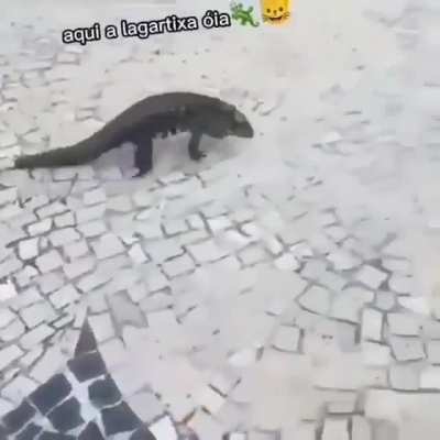 Lacoste mini😍