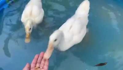 If you don&rsquo;t like this you hate ducks and are a cunt