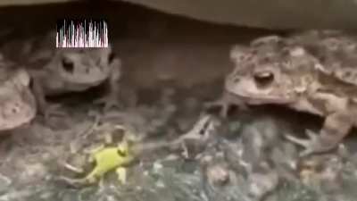 Very bad food🐸