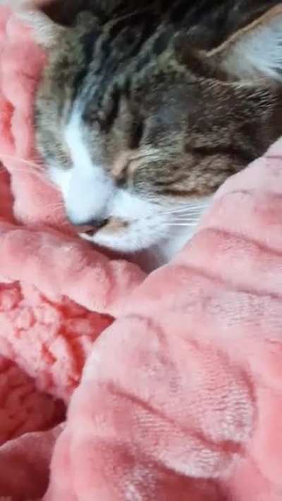 Solamente mi gatito :D &amp;lt;3