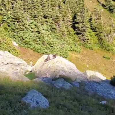 Yak Peak, British Columbia. The protector of the mount let's out a mighty roar