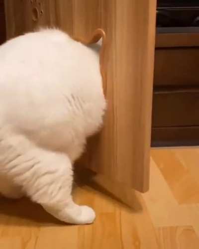 Cutie chonker.....