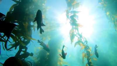 Sunset from below, Laguna Beach life