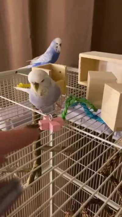 My budgie Perry has taken a liking to some of my conure&rsquo;s toys...