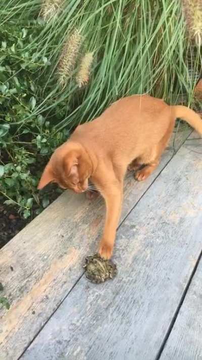 Touchy da toad