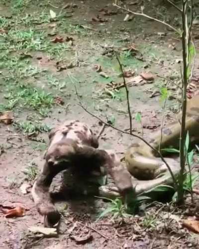 Chad drags massive balls over snake