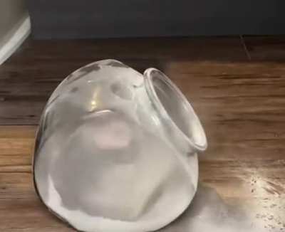 blursed_cocaine_chincilla