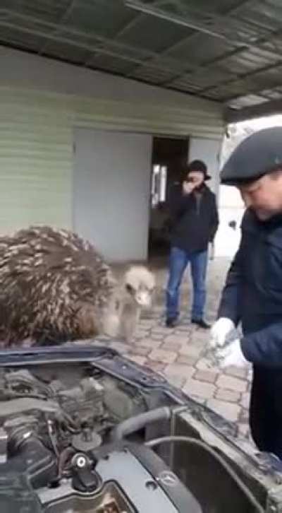 Depois de se curar com Cloroquina, Ema tenta vida de mecânico