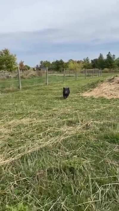 Black Goat Farm Sanctuary says that when Jimmy hears his name being called "he always runs over at full speed."