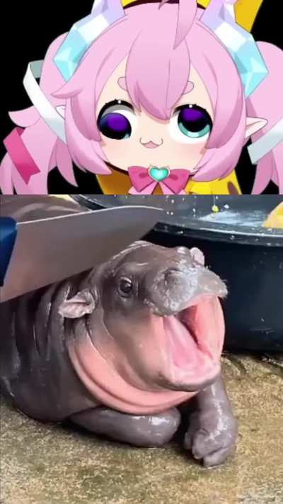 MOO DENG?!