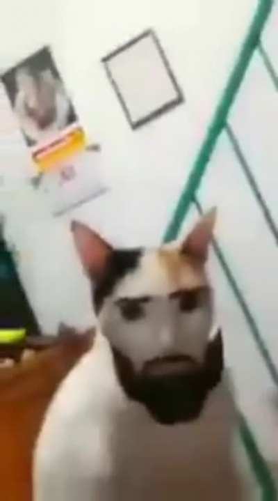 Chat
