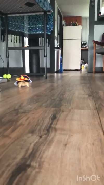 My mexican turtle... &iexcl;&Aacute;ndale! 😂