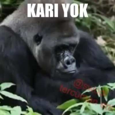 monki
