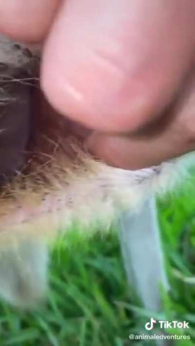Baby kangaroo drinking milk inside mom&rsquo;s pouch