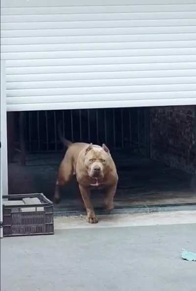 this dog would be my owner