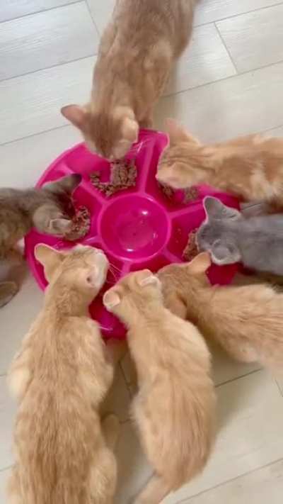 A large gang of Smol criminals