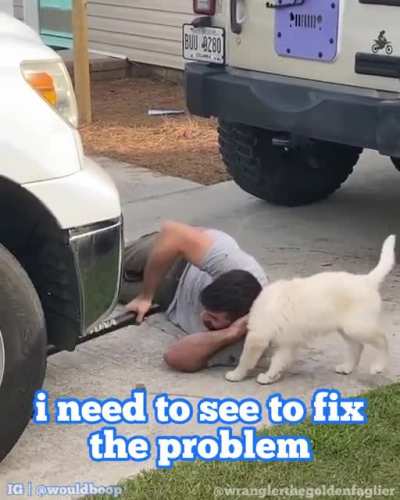 let the pawfessional give it a go
