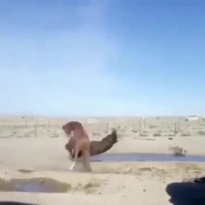 Horse tussle. Horse choke slam.