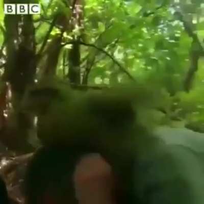 BBC