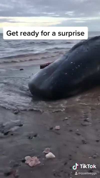 Went to see the beached whales off of the UK coast today.
