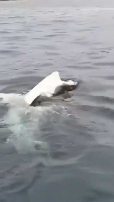 🔥 The Great White Derp