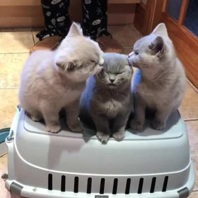 Kitten Smooches