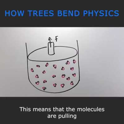 How trees bend physics to draw water to the top.