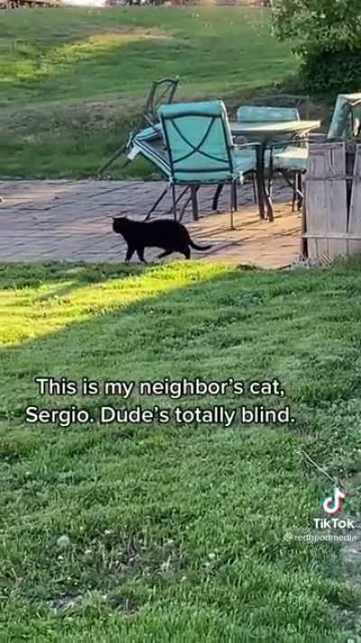 The way this blind cat walks 😂