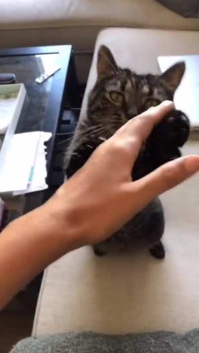Try it with your pet and see how it goes.
