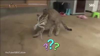 "Fuc*, get it off"