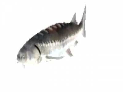 Fish go BRRRRRRRR