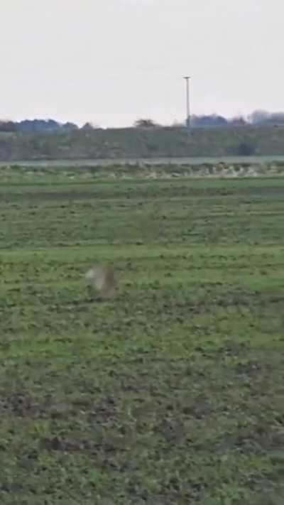 Rabbit flips to avoid the clutches of a hawk