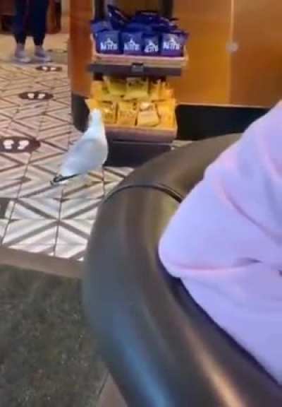 note the casual entry and hurried exit this is an experienced seagull shoplifter