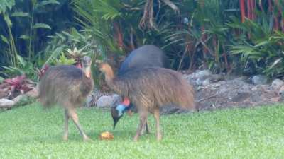 I love FNQ