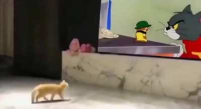 Kitty thinks Jerry gonna punch him next