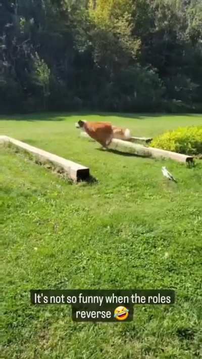 Chihuahuaaaa
