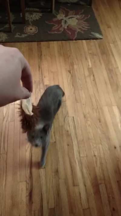 Giving the cat a treat