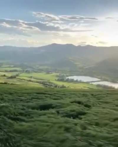 Wind blowing through the grasslands during a beautiful sunny day