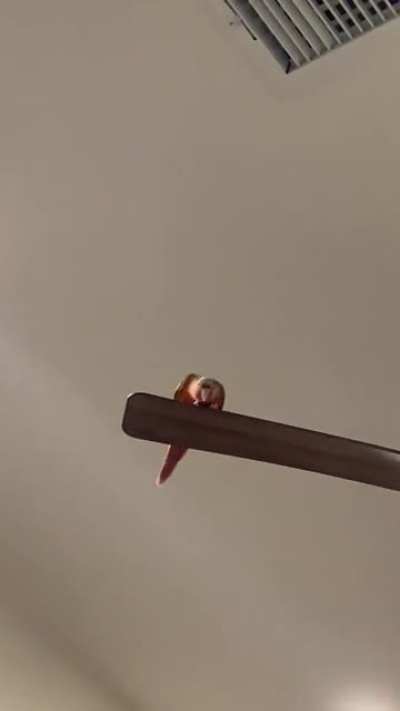 I love how they kinda just drop. It&rsquo;s the cutest.
