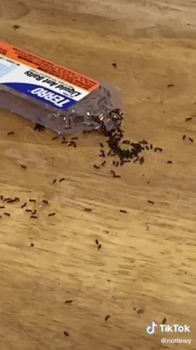 The ants heard The Baby&rsquo;s music and pulled up on me 🥶