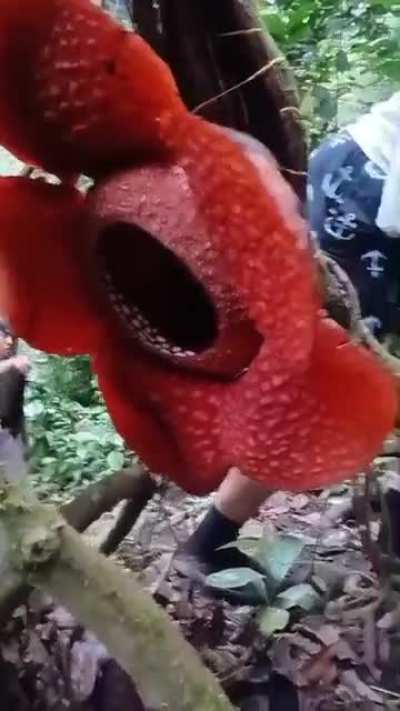 ✿ Rare Corpse-flower (𝘙𝘢𝘧𝘧𝘭𝘦𝘴𝘪𝘢 𝘢𝘳𝘯𝘰𝘭𝘥𝘪𝘪, one of the largest flowers in the world, ~1m wide) found blooming in the rainforest &ndash; lasts only 5-7 days and smells like rotting ꪑeat.