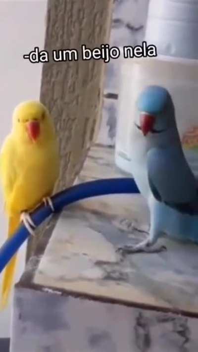 Fofo