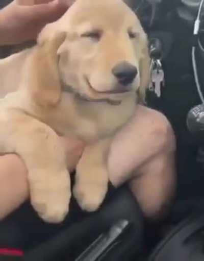 woof_irl