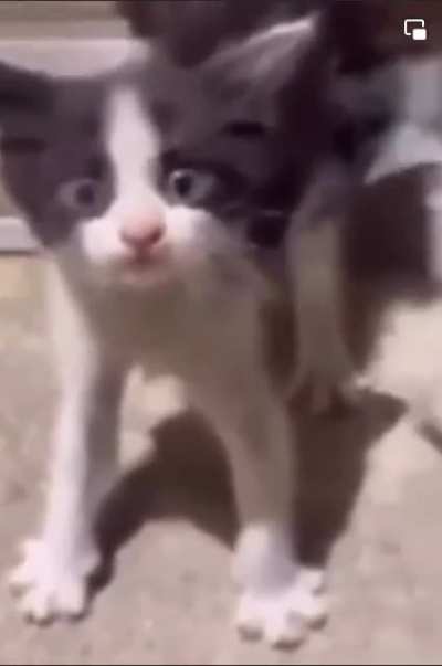 Goofy ahh cat
