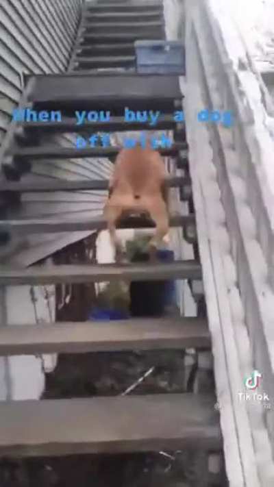 What da dog doin?