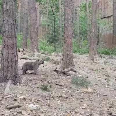 tiny wolf and bigger wolfs