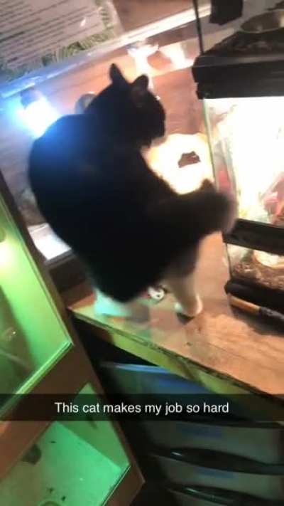 This is Millie. Millie is one of the resident cats at the animal education sanctuary I work at. Millie likes to make my job very very difficult.
