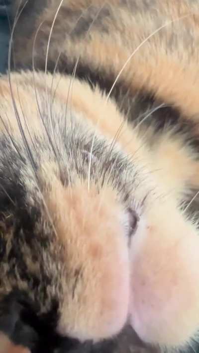 Inching closer for her pets&hellip;